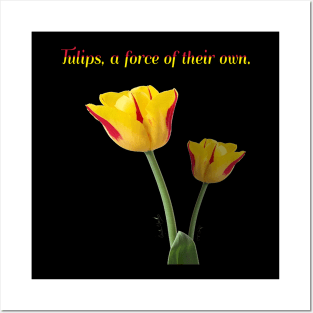 Tulips, A Force of their own by Cecile Grace Charles Posters and Art